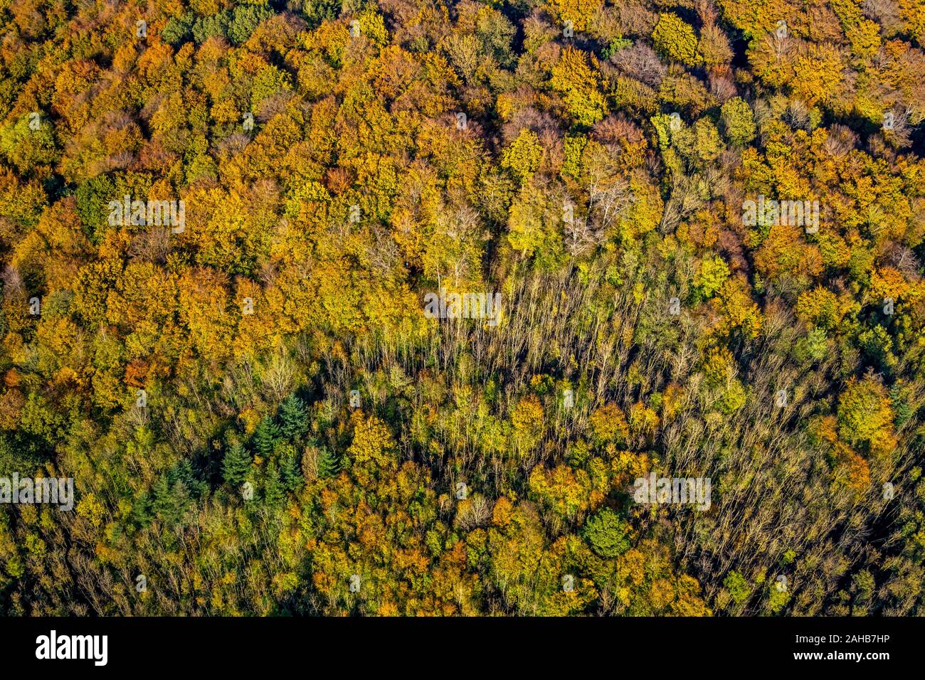 Luftbild, Herbstwald in bunten Farben, Nähe Steinbruch Habbel, Arnsberg, Sauerland, Nordrhein-Westfalen, Deutschland, DE, Europa, Herbstfarben, Herbst Stock Photo