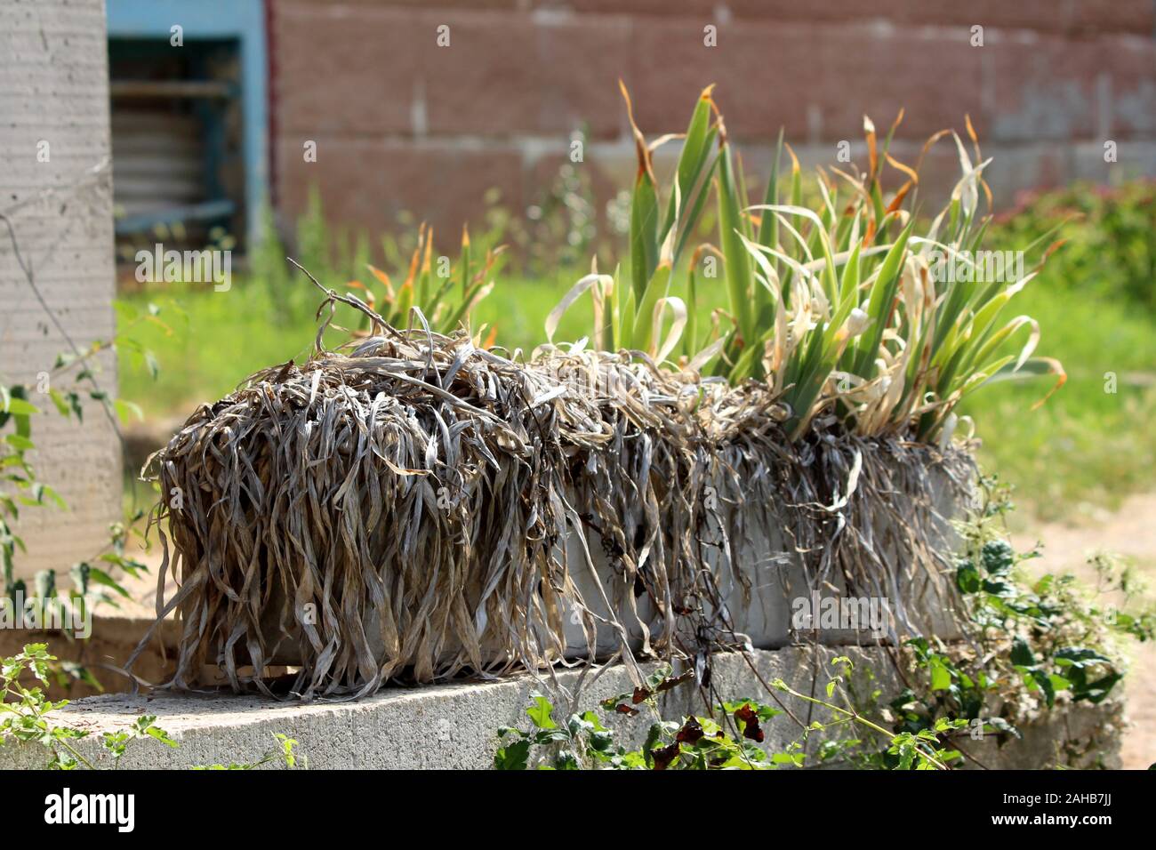 Long dense dried plants planted in large stone flower pot surrounded