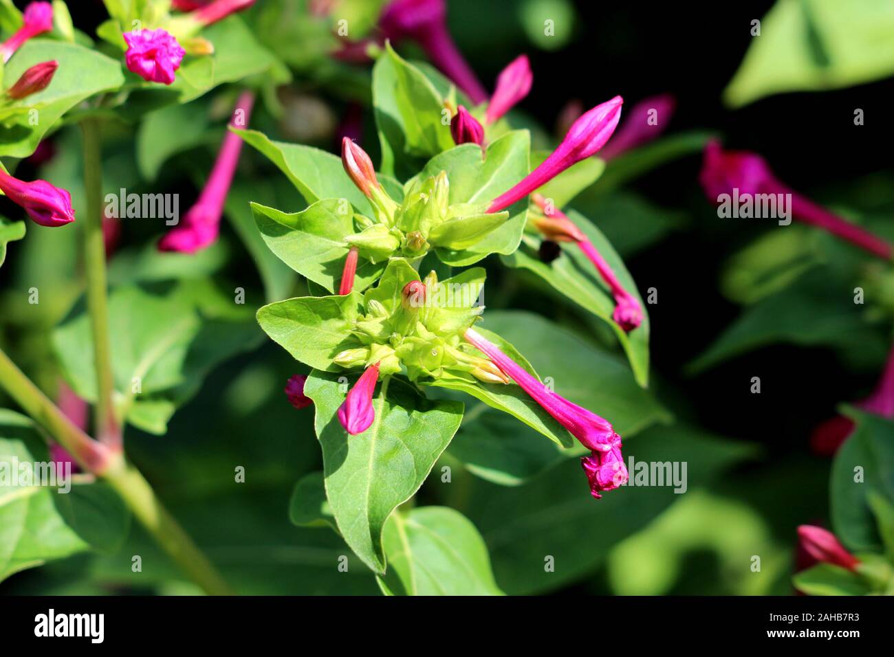 Marvel of Peru or Mirabilis jalapa or Four oclock flower or Beauty of