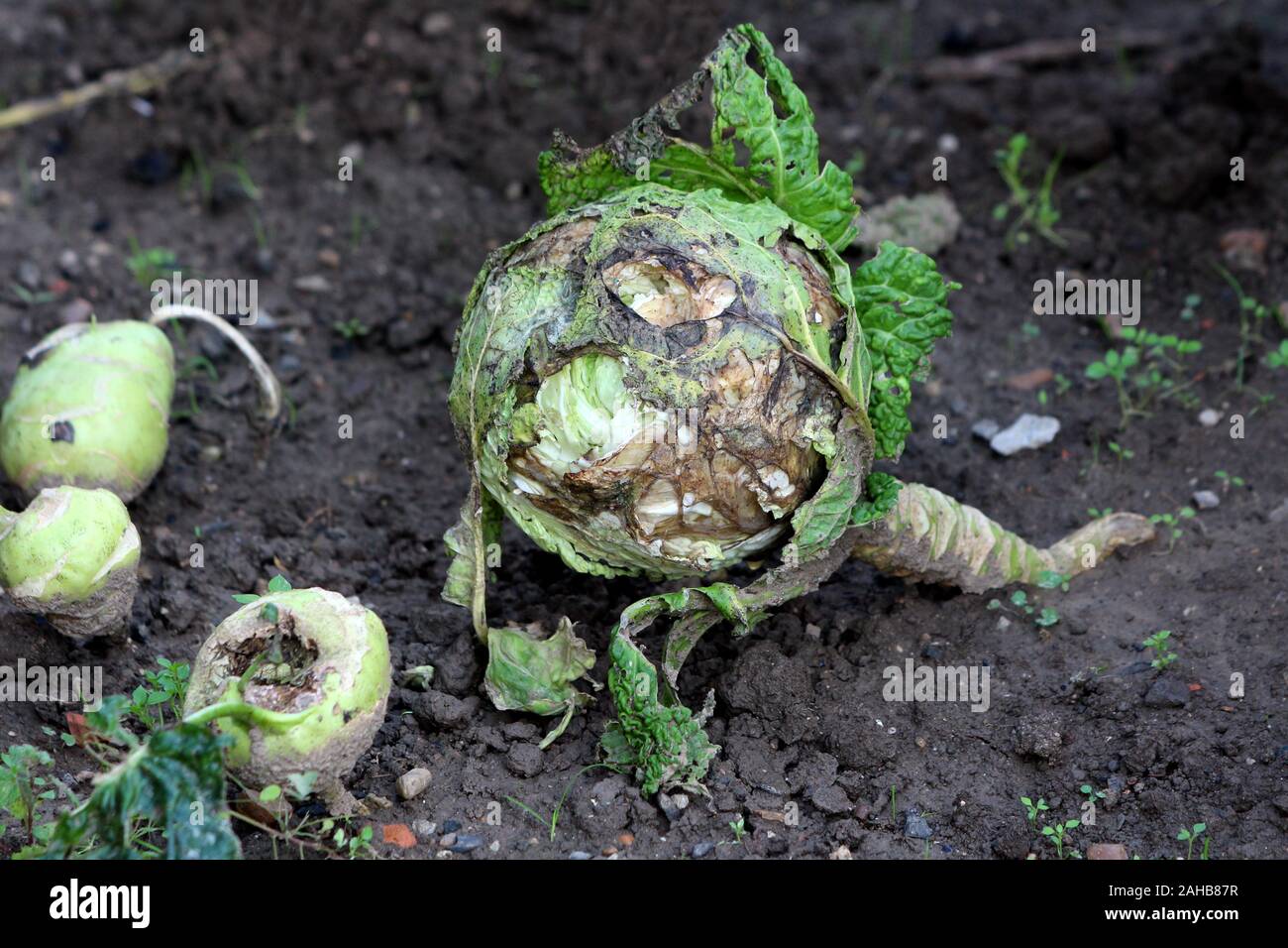 Old partially shriveled and dried Kale or Leaf cabbage hardy cool