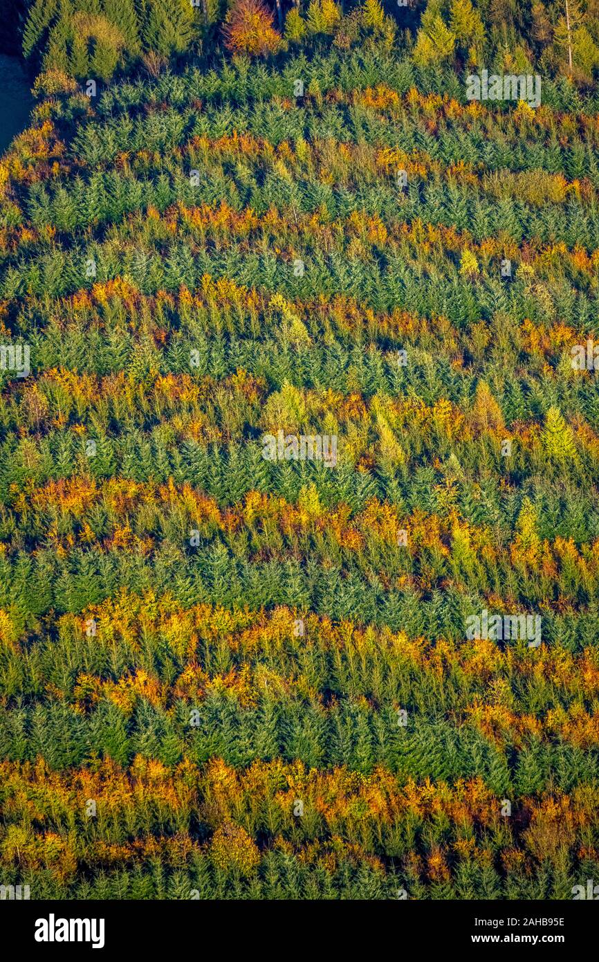 Aerial photograph, mixed forest at Hennesee near Mülsborn, striped pattern, colourful rows, mixed forest, forest protection, autumn foliage, rows of t Stock Photo