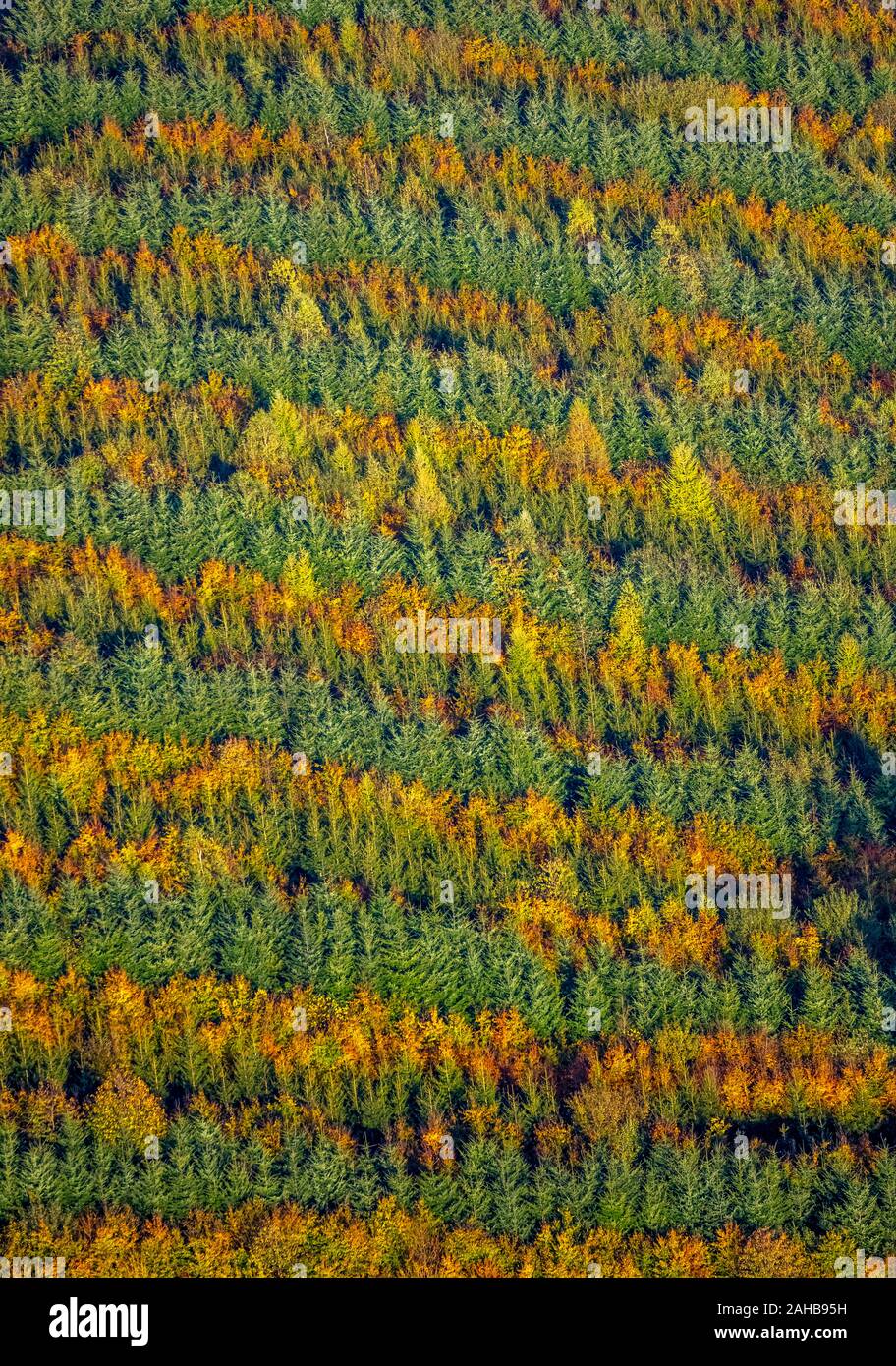 Aerial photograph, mixed forest at Hennesee near Mülsborn, striped pattern, colourful rows, mixed forest, forest protection, autumn foliage, rows of t Stock Photo
