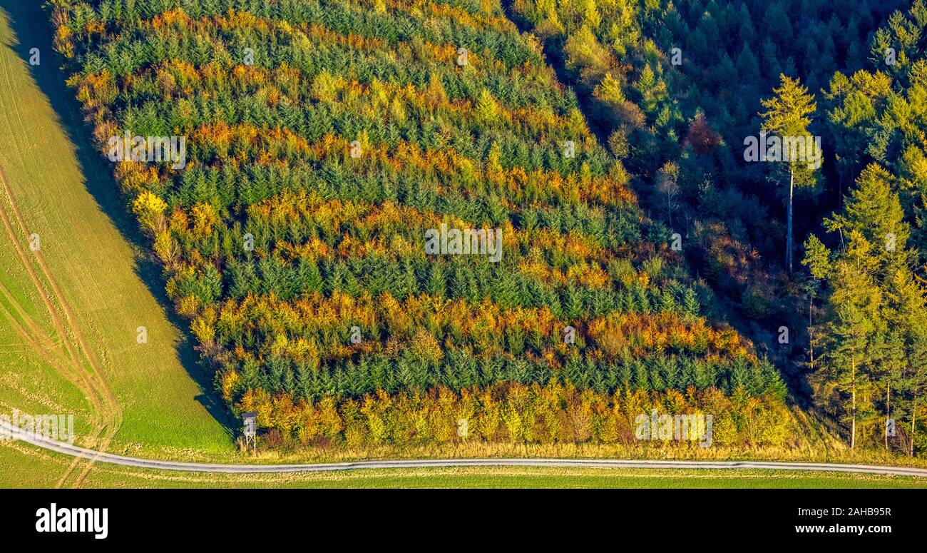 Aerial photograph, mixed forest at Hennesee near Mülsborn, striped pattern, colourful rows, mixed forest, forest protection, autumn foliage, rows of t Stock Photo
