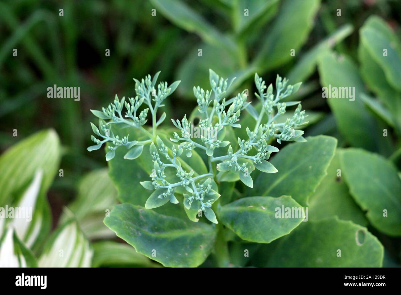 Sedum or Stonecrop hardy succulent ground cover perennial plant with cluster of closed dark green flower buds surrounded with thick leaves Stock Photo