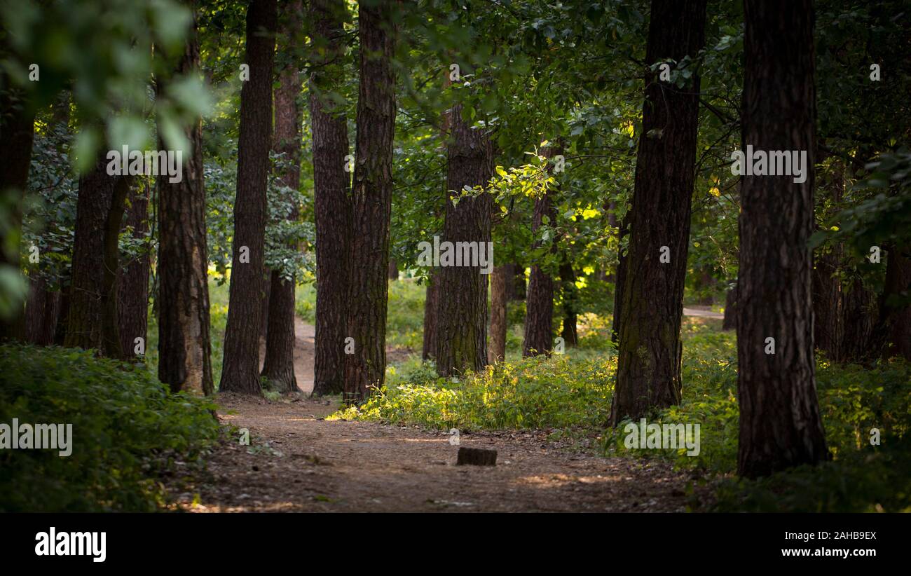 Foggy dark forest with a black shadows close up Stock Photo - Alamy