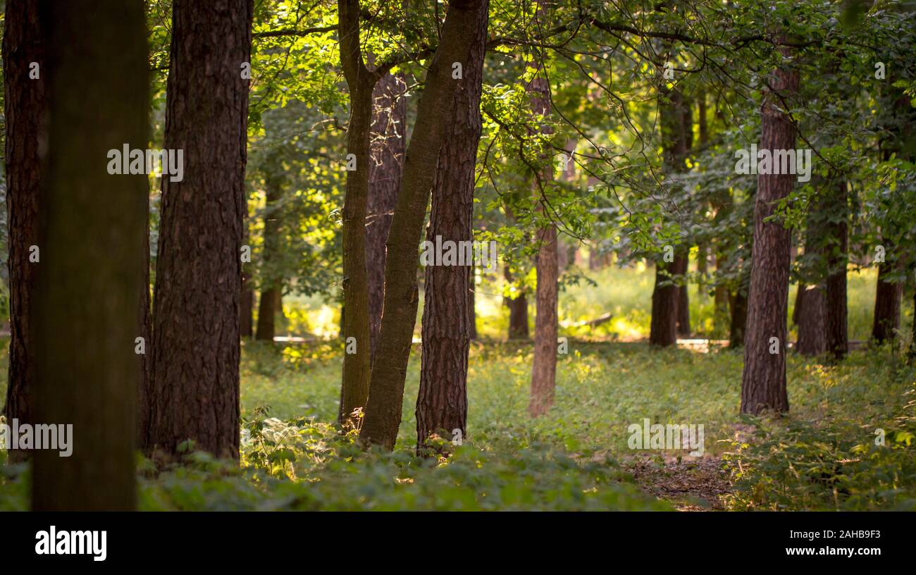 Foggy dark forest with a black shadows close up Stock Photo - Alamy