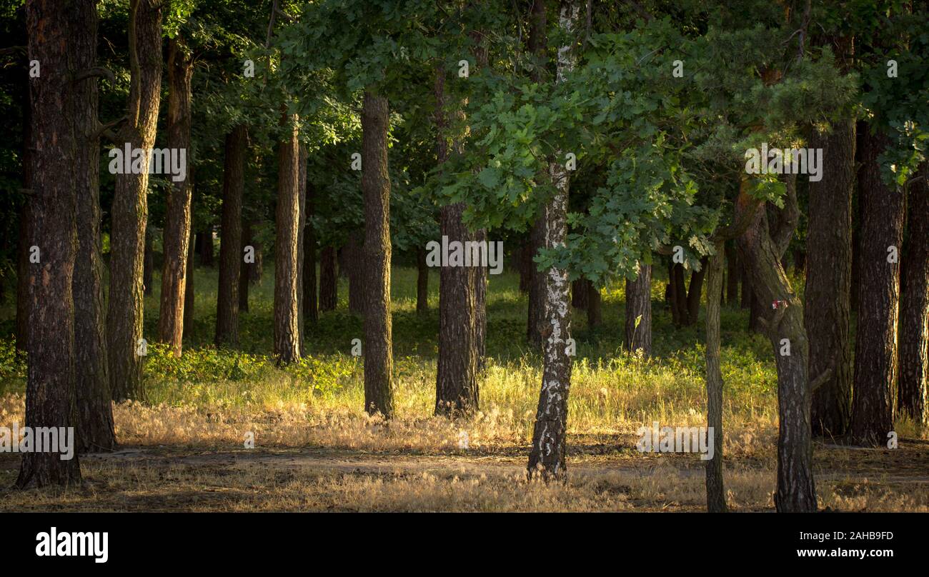 Foggy dark forest with a black shadows close up Stock Photo - Alamy