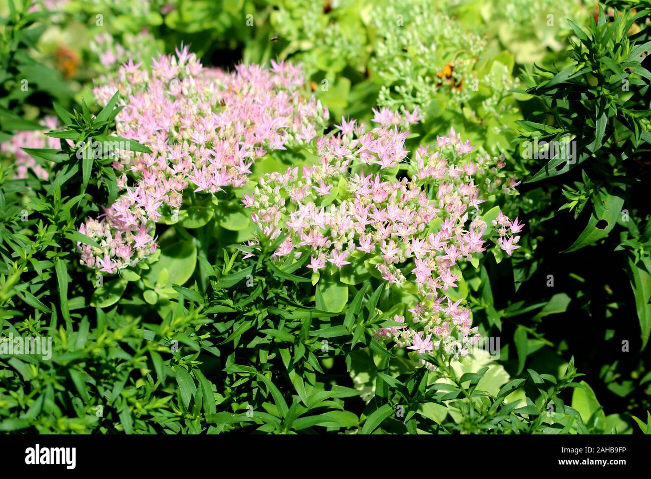 Sedum or Stonecrop hardy succulent ground cover perennial plants with densely growing open blooming small star shaped light pink flowers planted Stock Photo