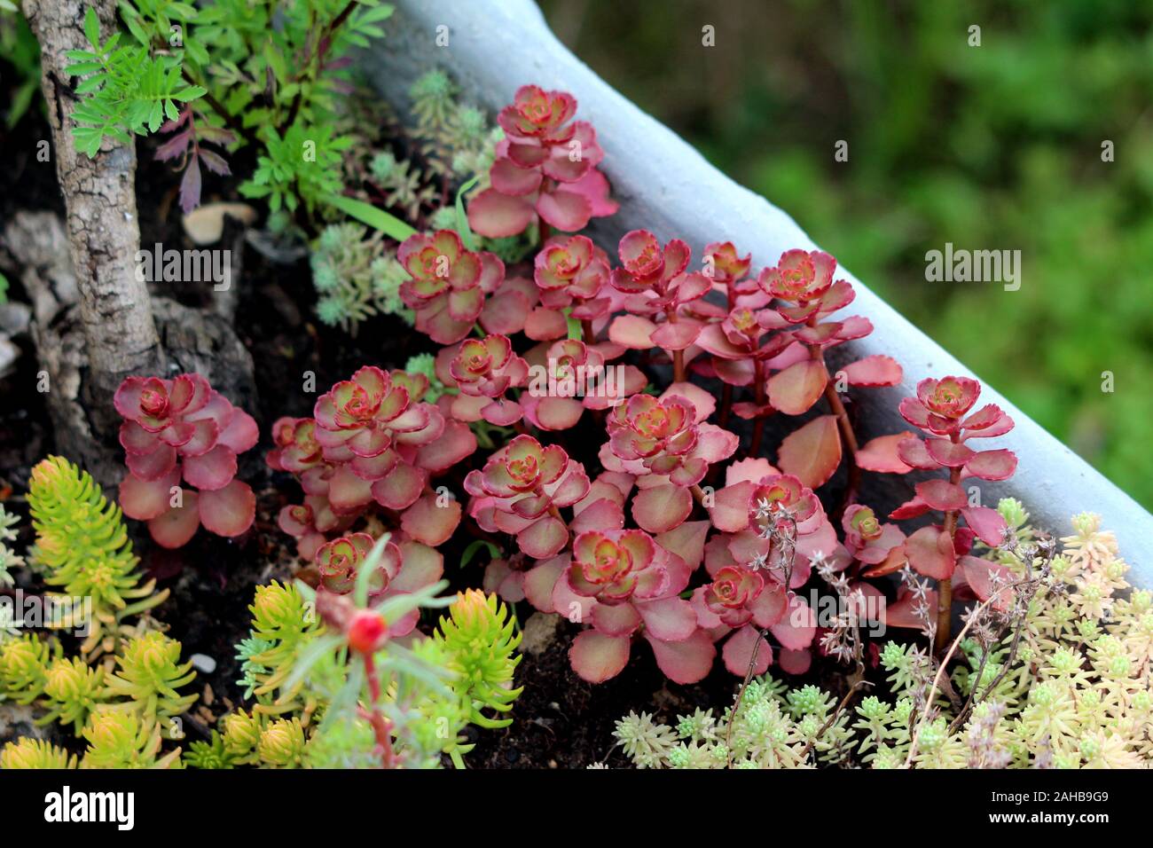 Sedum or Stonecrop hardy succulent ground cover perennial plant with thick dark red leaves and fleshy stems surrounded with other plants in local home Stock Photo