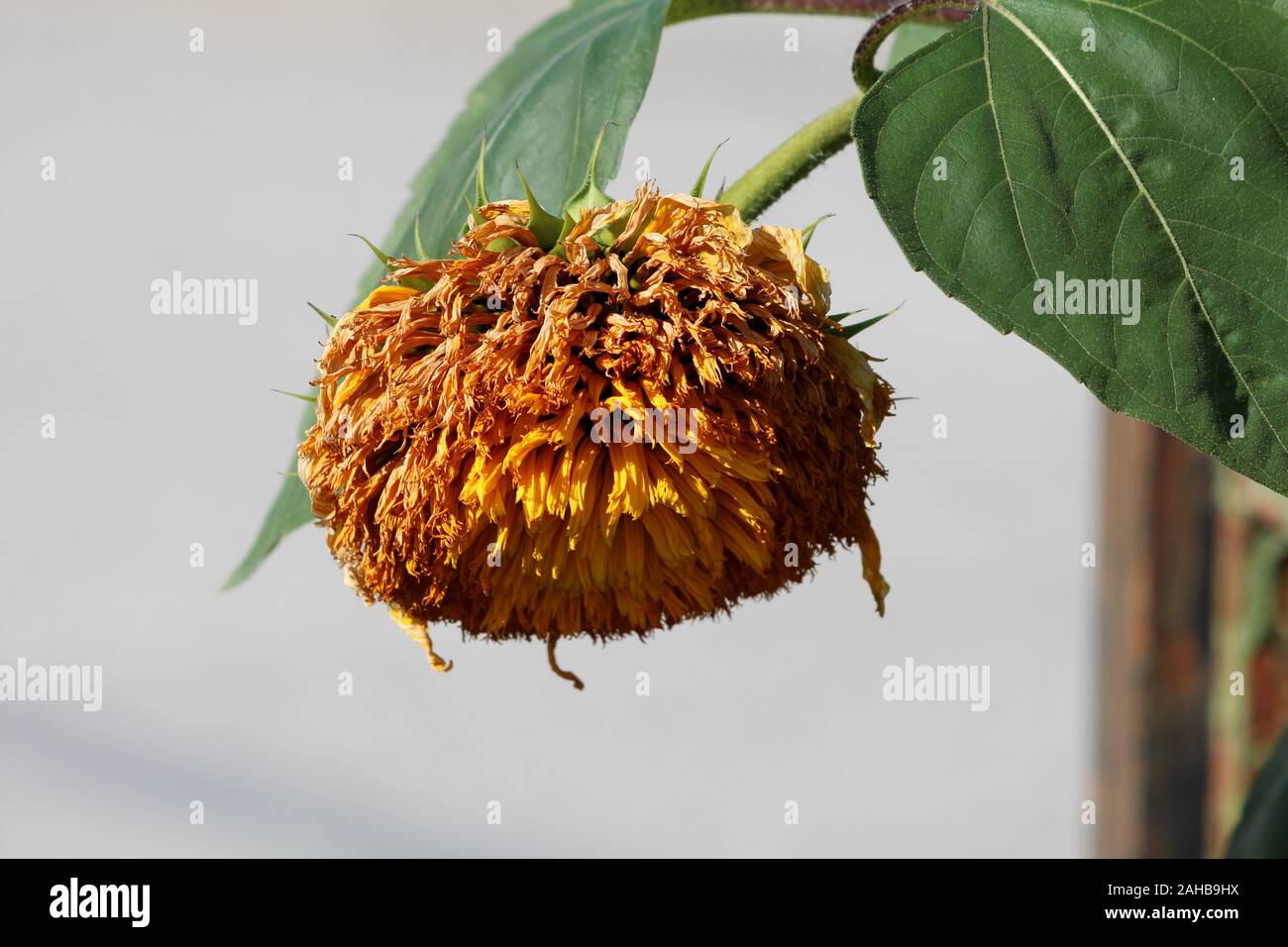 Side view of Sunflower Teddy bear or Helianthus annuus Teddy bear annual plant with large open and shriveled dense fluffy cushion like golden Stock Photo