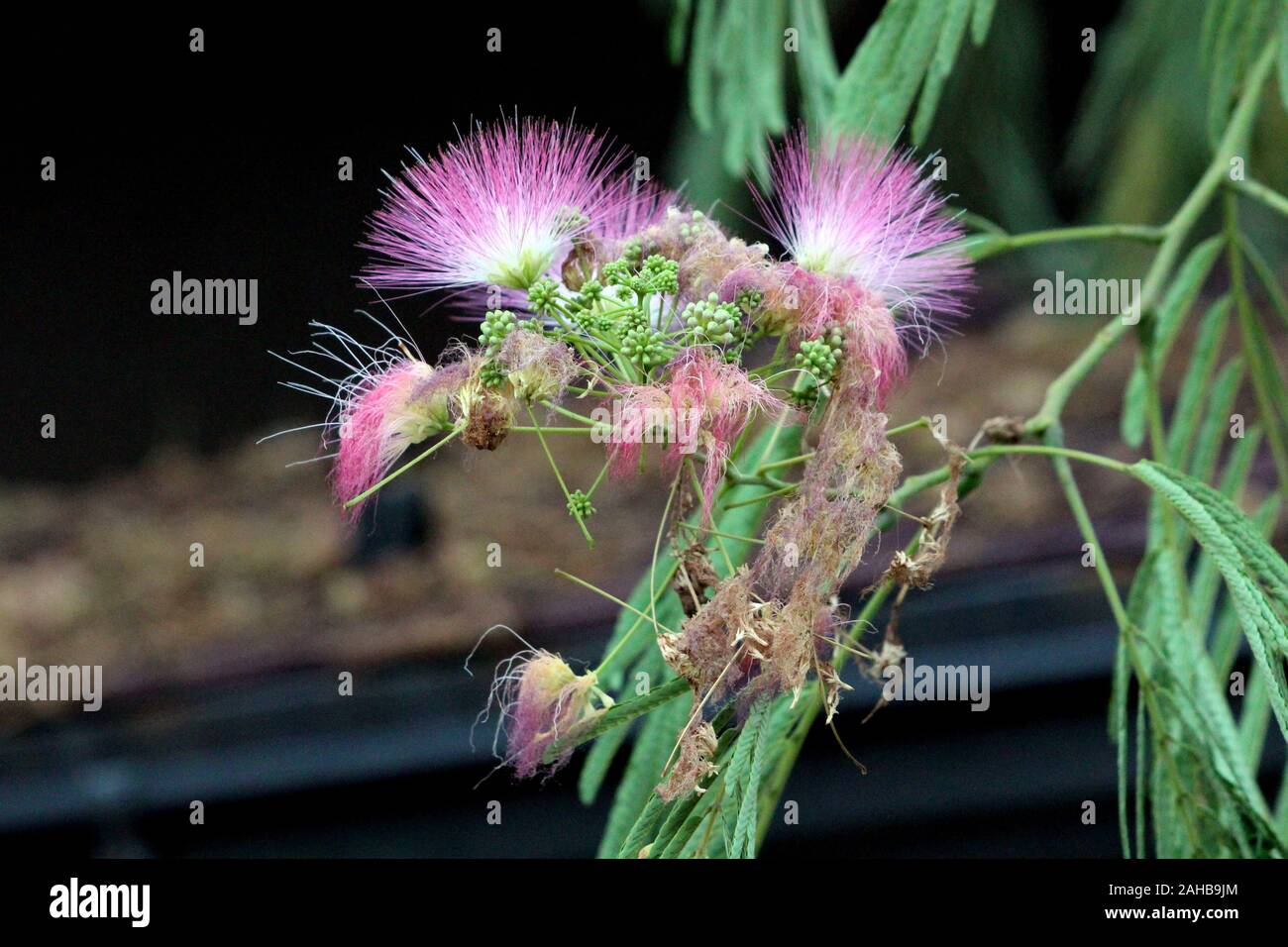 Silk Plant Or Albizia Or Silk Tree Or Sirises Or Albizzia Fast Growing Short Lived Tree With Globular Clusters Of White To Purple Flowers Stock Photo Alamy Silk Plant Or Albizia Or Silk Tree Or Sirises Or Albizzia Fast Growing Short Lived Tree With Globular Clusters Of White To Purple Flowers Stock Photo Alamy
