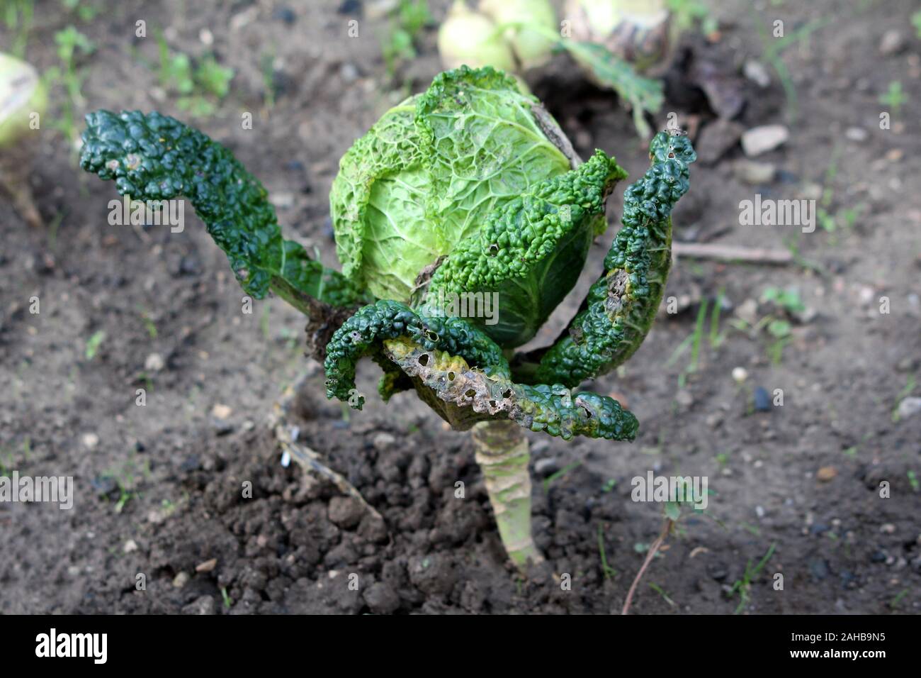 Single Kale or Leaf cabbage hardy cool season annual green vegetable