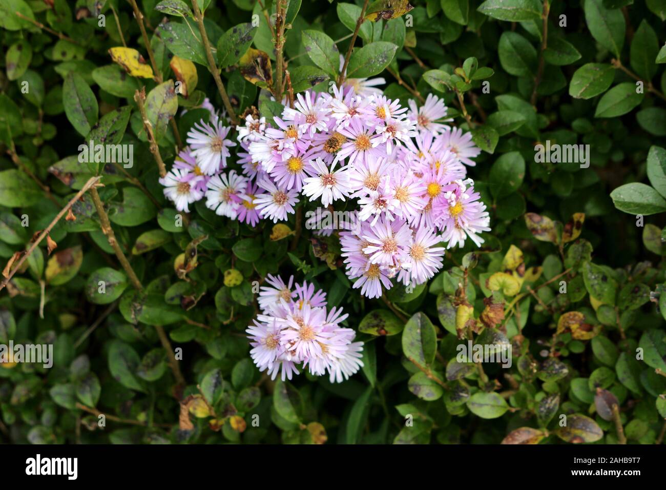 Small bunches of open blooming European Michaelmas daisy or Aster amellus perennial herbaceous plant lilac flowers surrounded with dense dark green Stock Photo