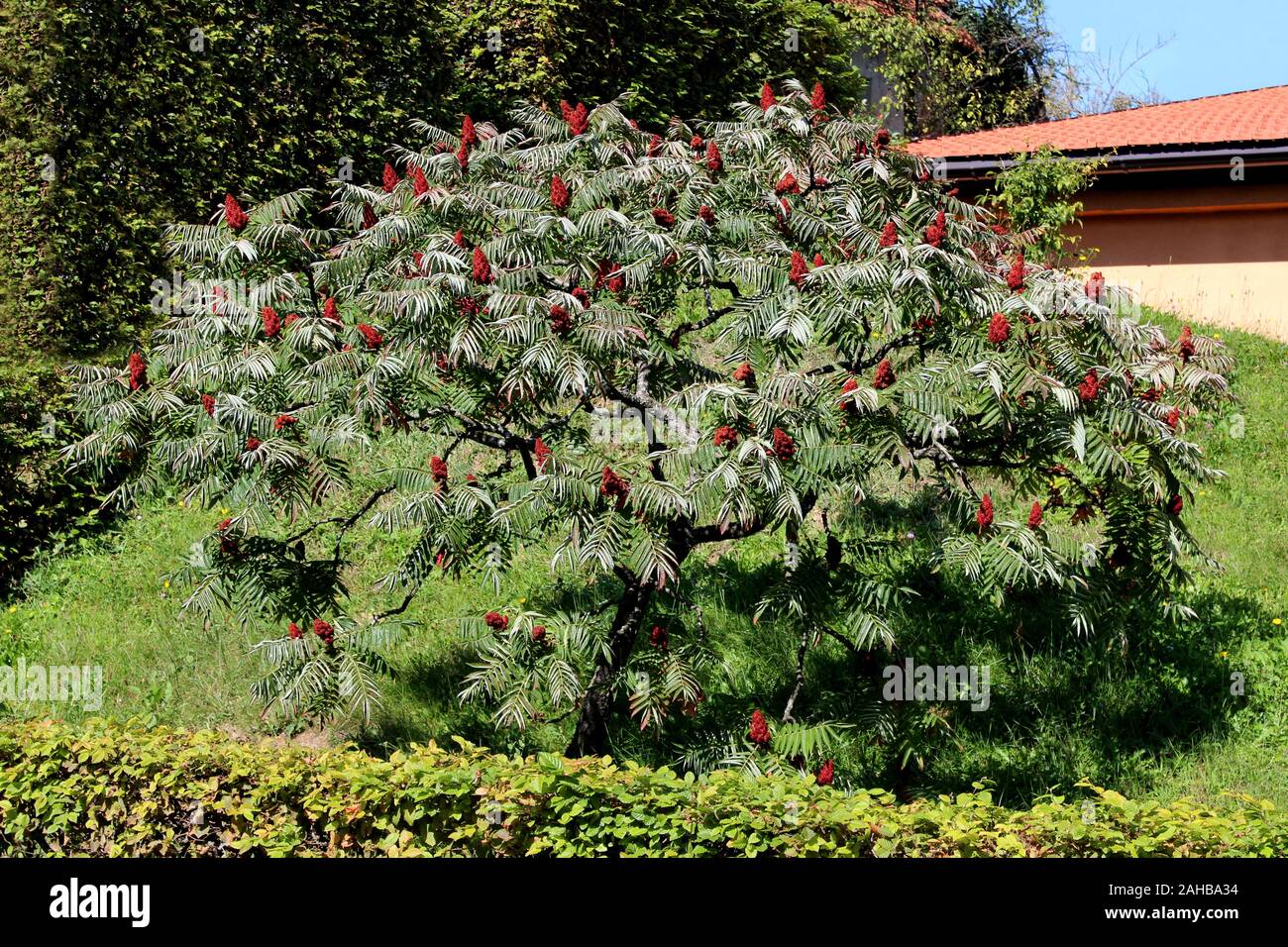 Dioecious tree flowers hires stock photography and images Alamy
