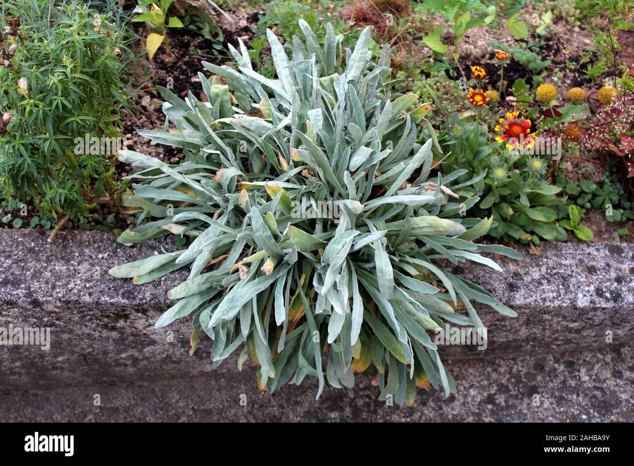 Gold dust plants hi-res stock photography and images - Alamy
