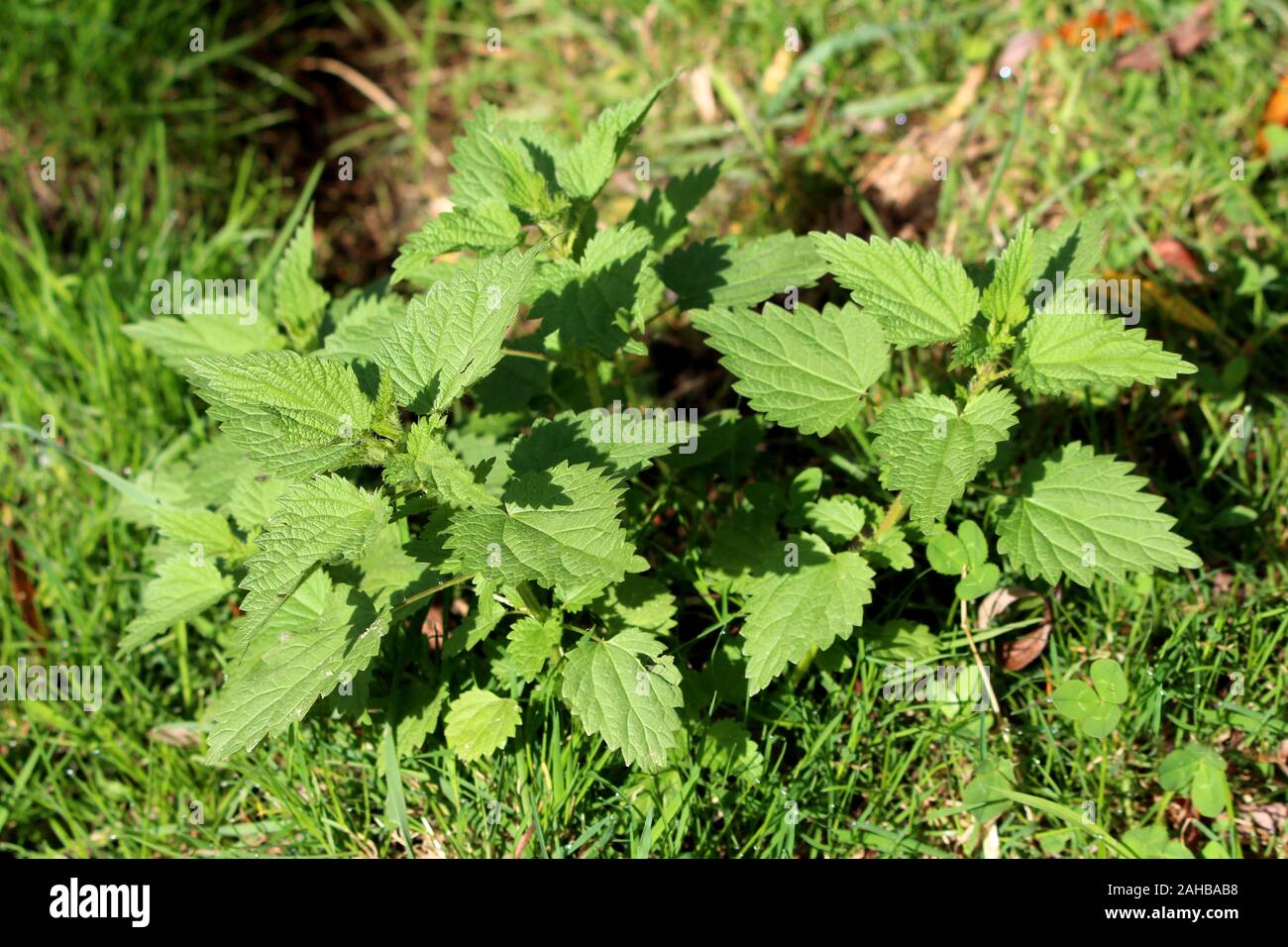 Top view of Common nettle or Urtica dioica or Stinging nettle or Nettle ...