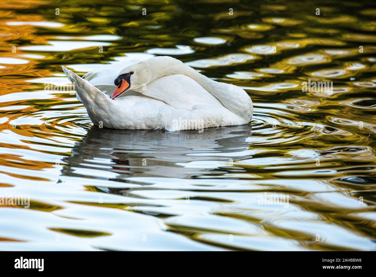 Mute Swan (Cygnus olor) on a lake, Gijon, Asturias, Spain. Stock Photo