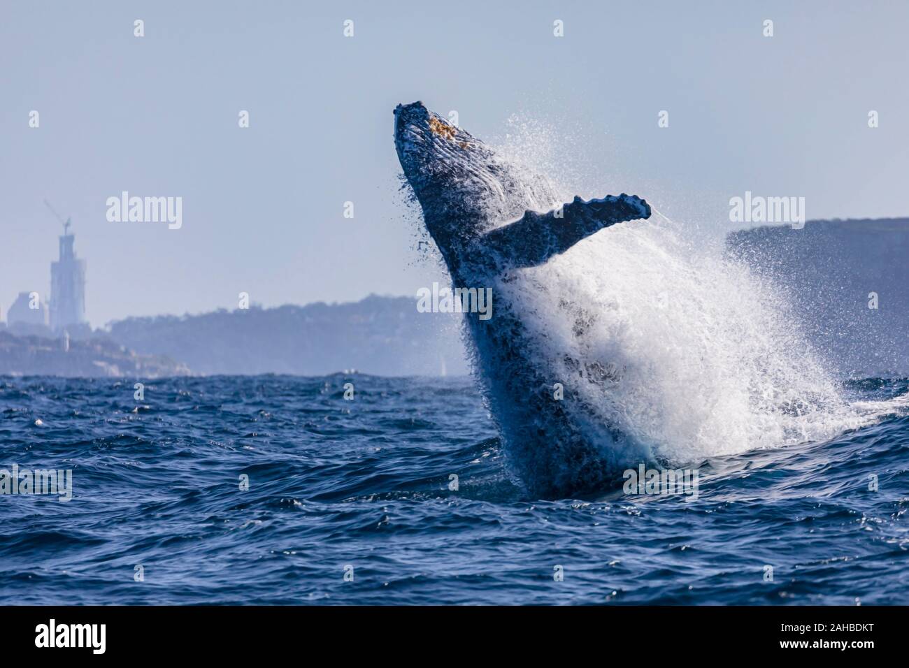 Humpback whale breaching off Sydney's Heads with Crows Nests in the background, Sydney, Australia Stock Photo
