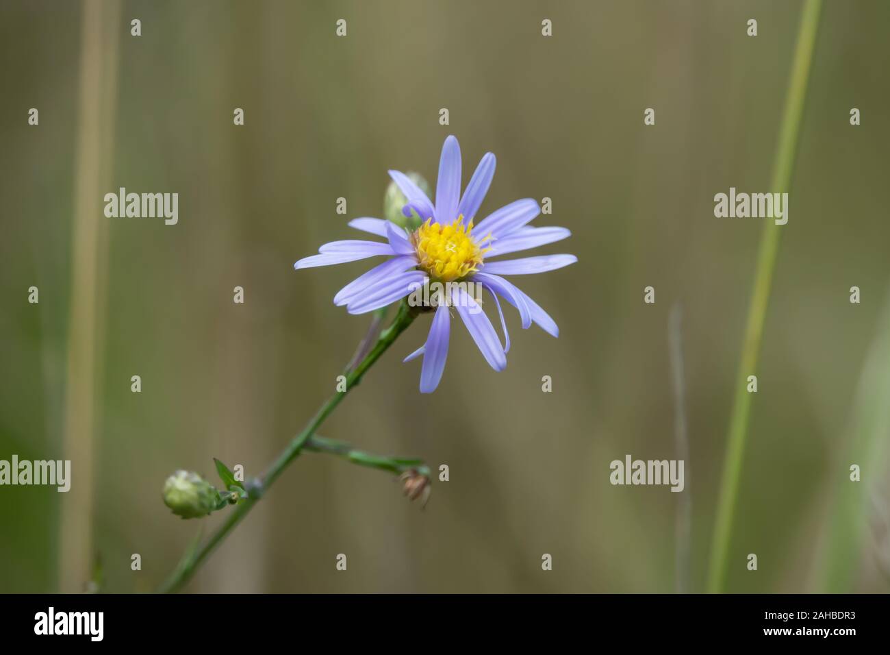 Blue Aster Flower in Bloom in Summer Stock Photo
