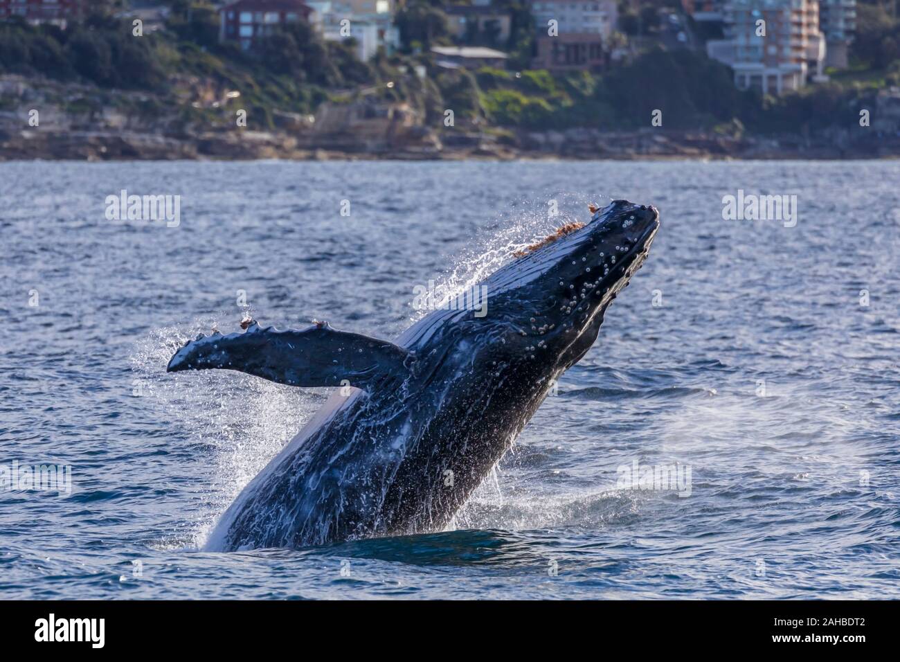 Juvenile humpback whale breaching off Bondi, Sydney's eastern suburbs, Sydney, Australia Stock Photo