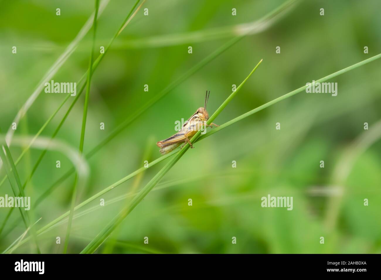 Grasshopper Nymph on Leaf in Summer Stock Photo