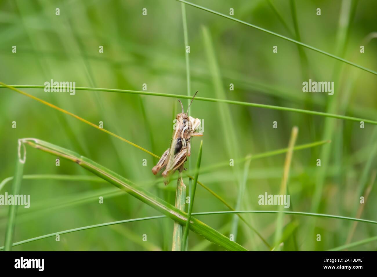 Grasshopper Nymph on Leaf in Summer Stock Photo