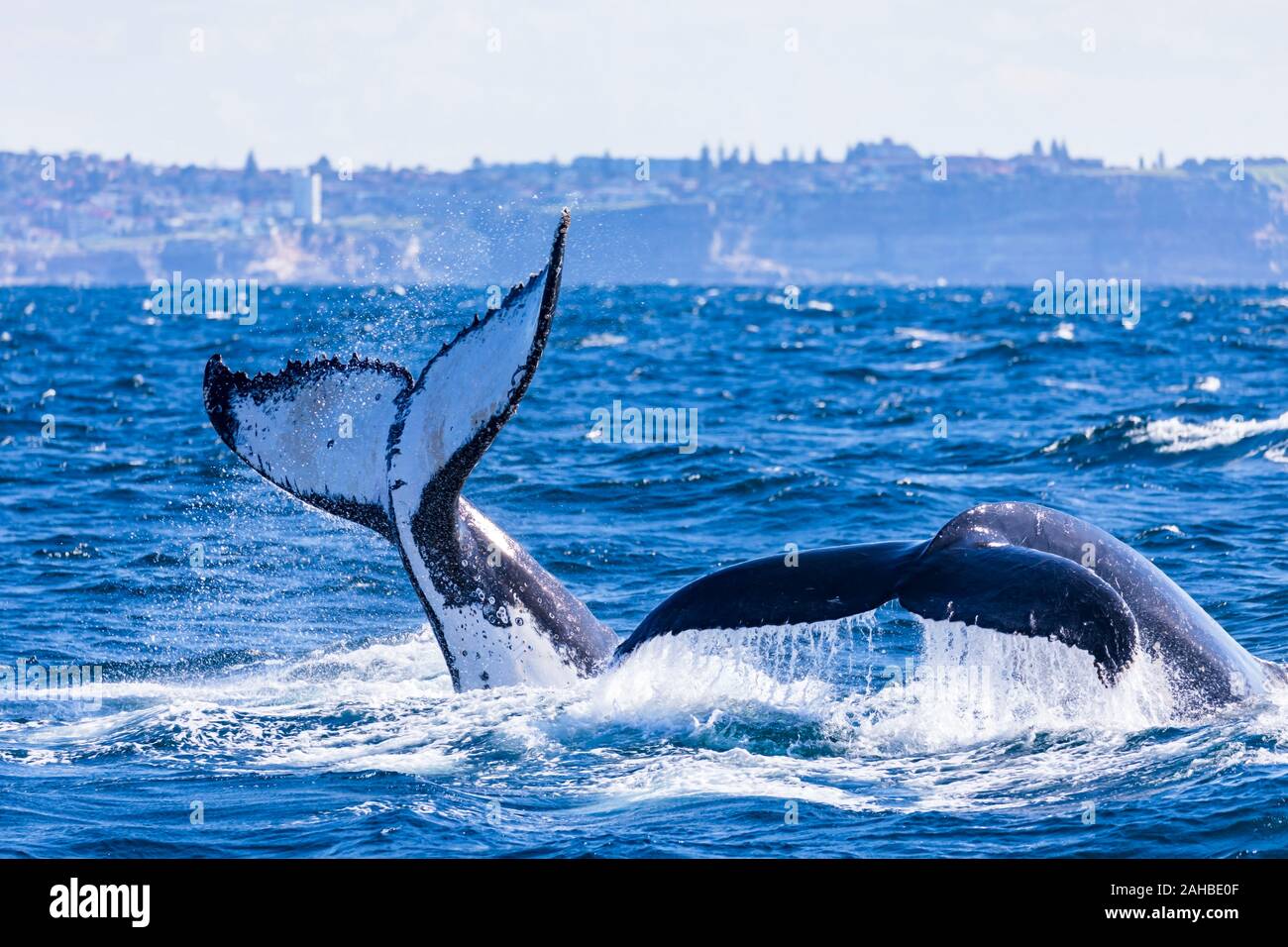 Pod of humpback whales tail slapping and deep diving with water trails Stock Photo