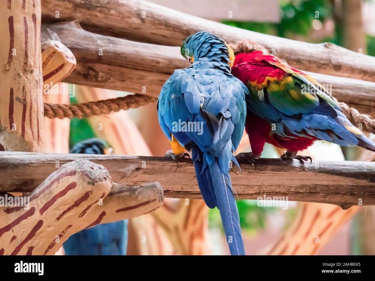 Image showcasing The Blue macaw called Blue throated macaw on perch Stock Photo - Alamy