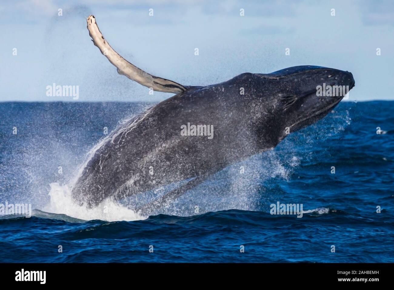 Juvenile humpback whale breaching, Sydney, Australia Stock Photo