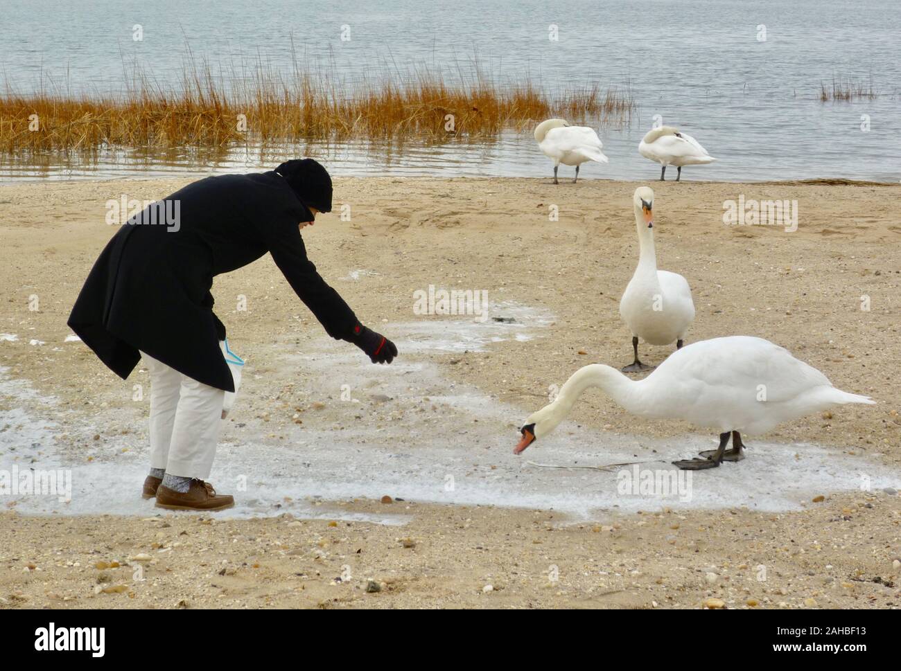 Woman feeding swans on a winter beach. Stock Photo
