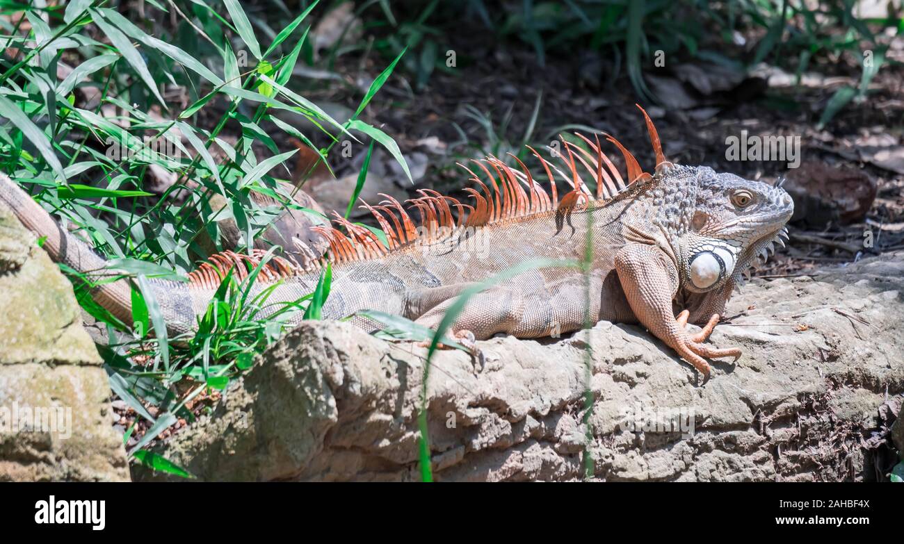 herbivorous lizard and popular pet