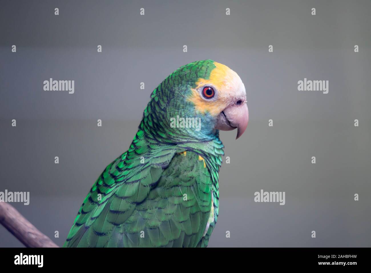 A Yellow-headed amazon close up. A close up view of the head and shoulders of a lovely yellow-headed amazon parrot. Stock Photo