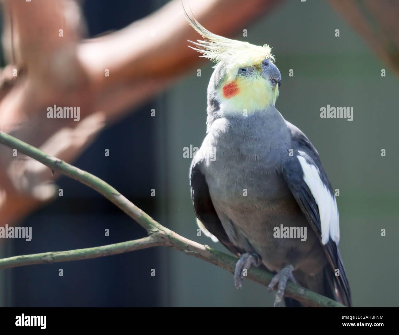 A Closeup of a Cockatiel (Nymphicus hollandicus) with blurry background ...