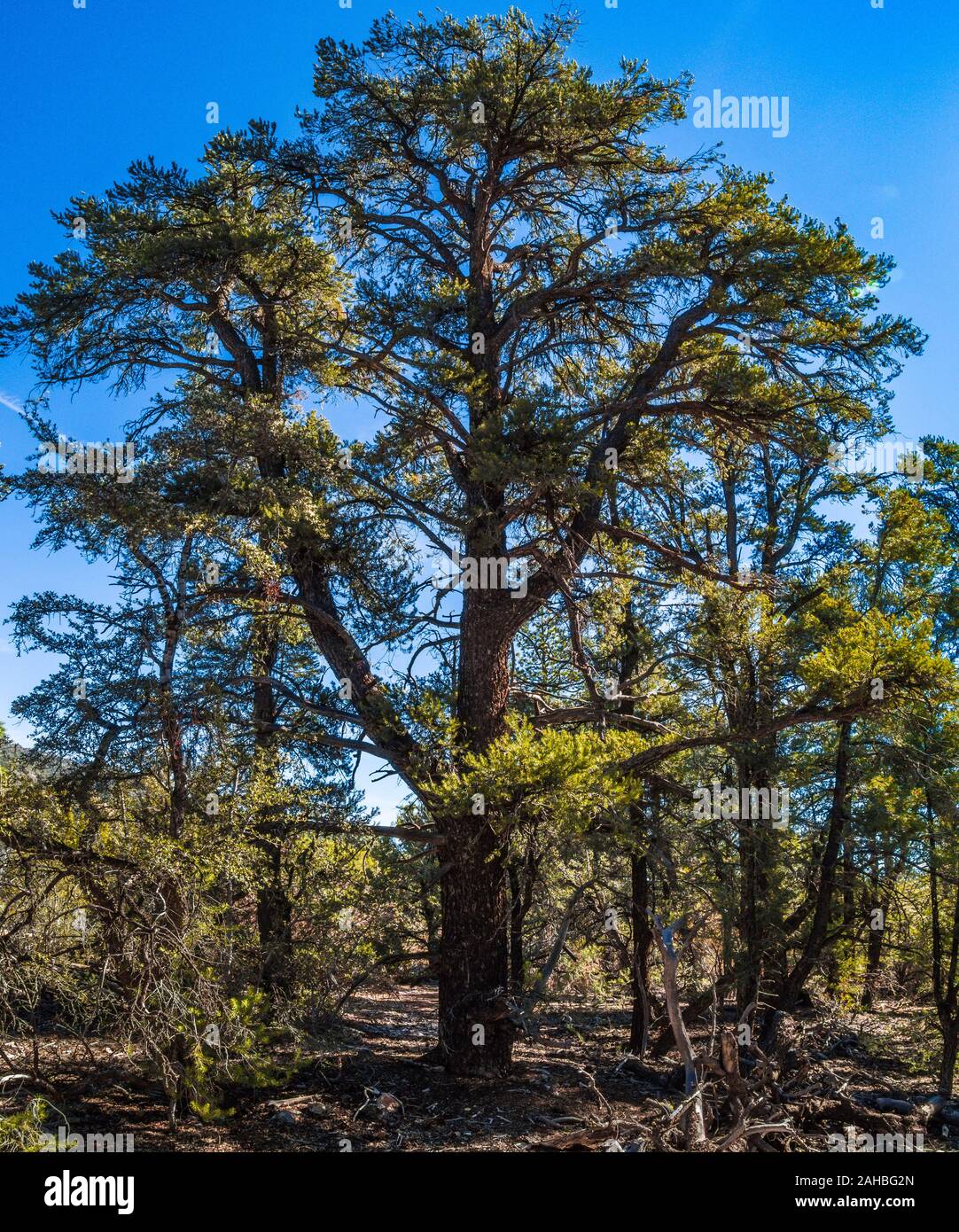 Big bear lake, ca hires stock photography and images Alamy