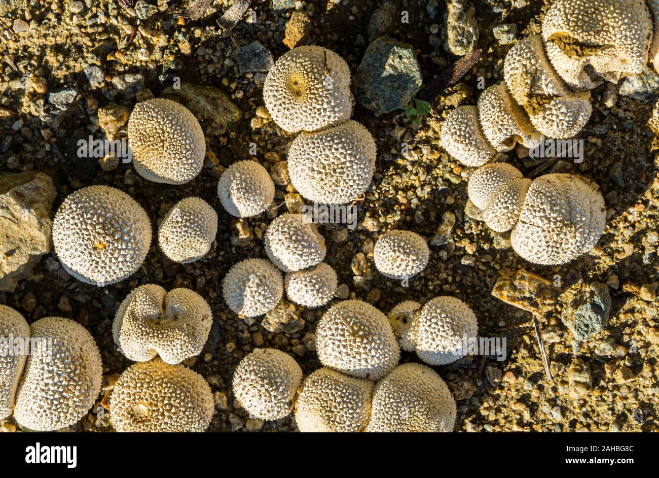 Puff ball fungus hi-res stock photography and images - Page 2 - Alamy
