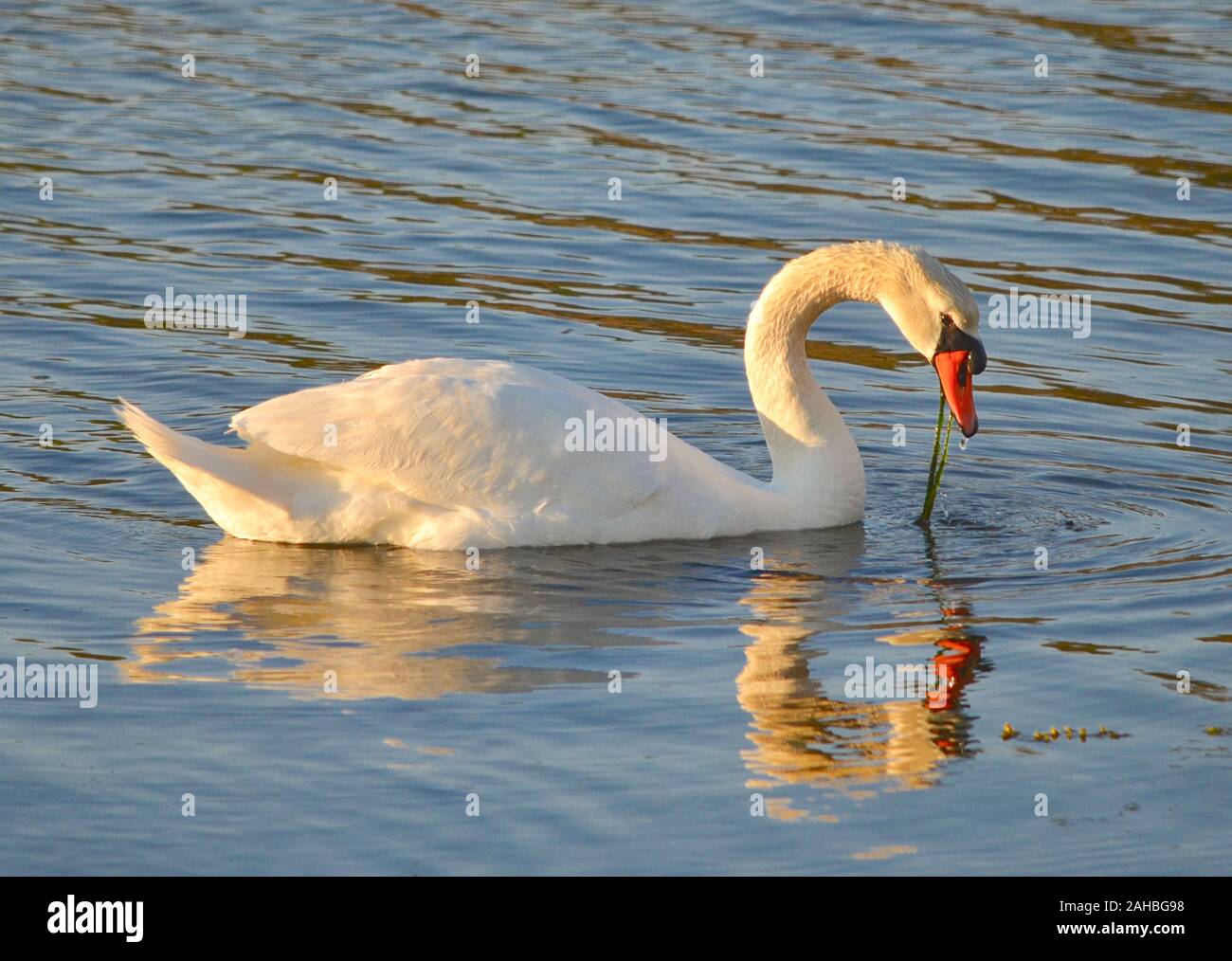 A beautiful adult Mute swan floats in a Long Island harbor. The bird's reflection is slightly blurred by wavelets in the water. (Cygnus olor) Stock Photo