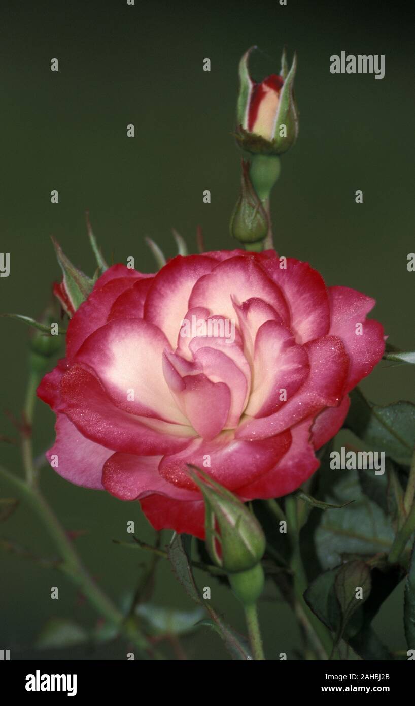 Flowering pink bud flower buds hi-res stock photography and images - Alamy