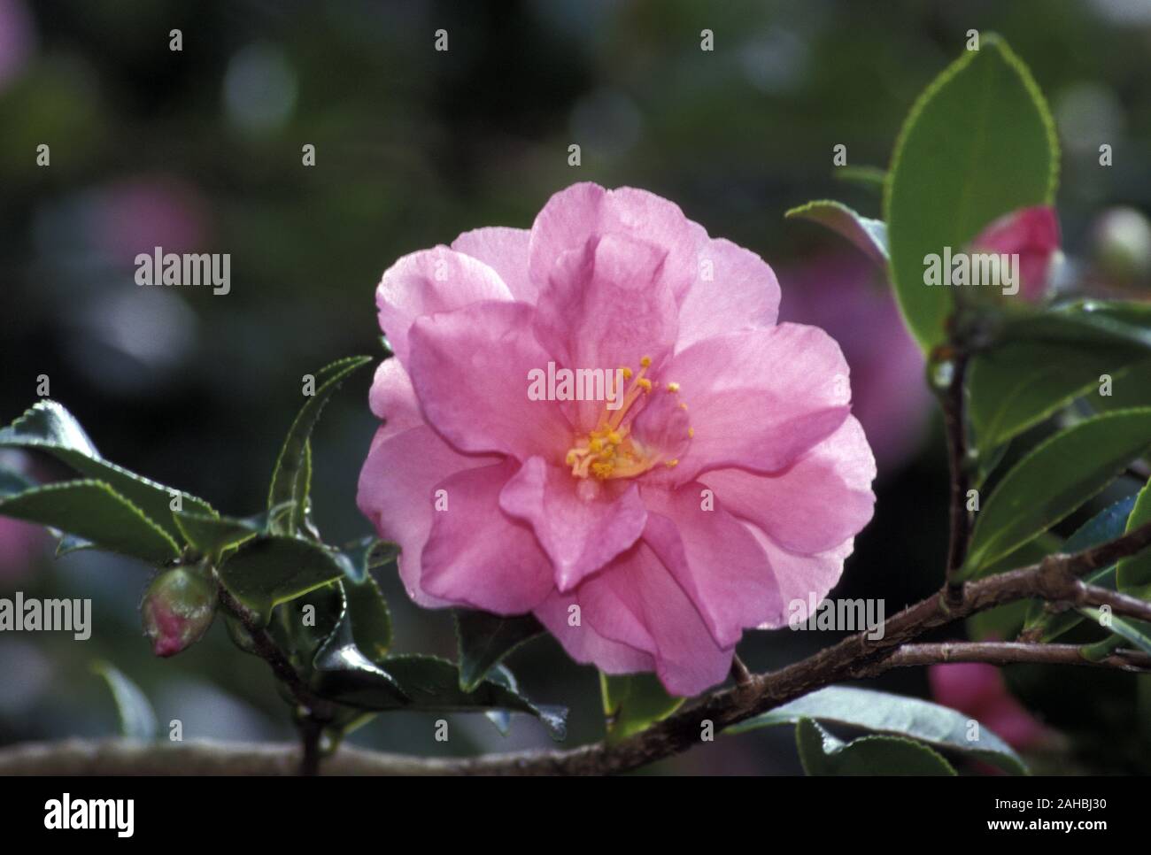 CLOSE-UP OF A PINK CAMELLIA FLOWER. CAMELLIA SHRUBS/TREES ARE EVERGREENS AND USUALLY GROW AT A RAPID RATE. Stock Photo