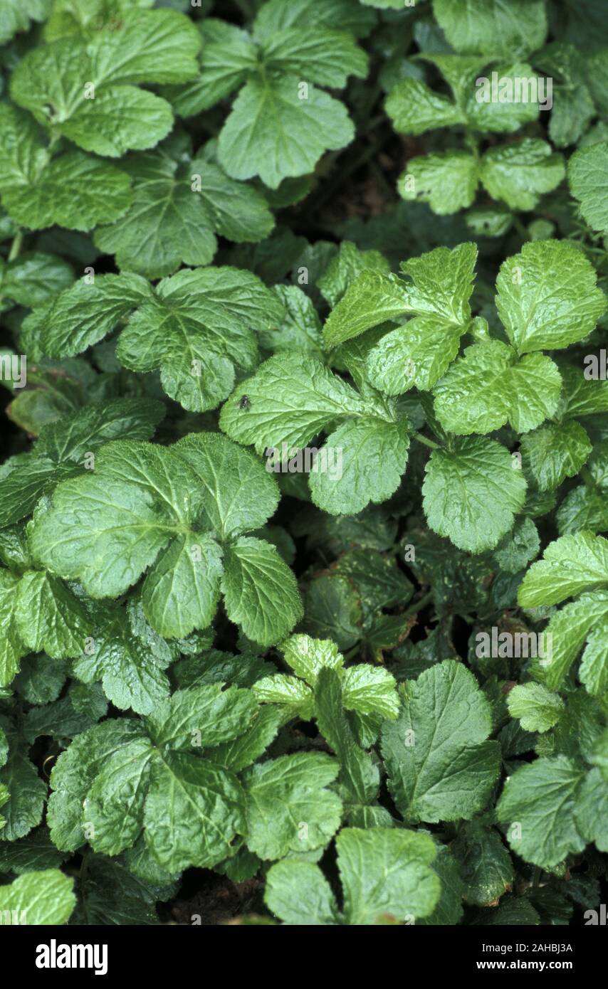 CLOSE UP OF THE HERB (GEUM URBANUM) ALSO KNOWN AS WOOD AVENS