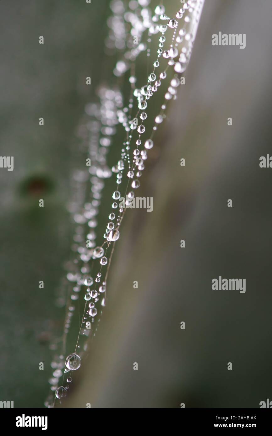 Water Drops on Spider Web between cactus plants. Stock Photo