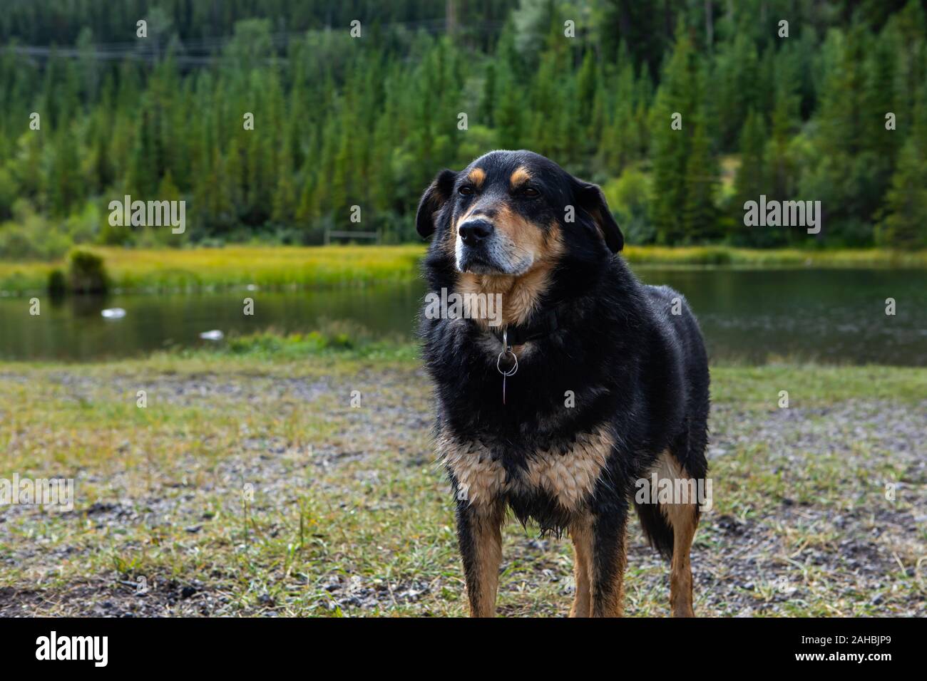 black long haired bernese German shepherd dog standing on the grass with careful look in meadow in the mountains with high mountains background Stock Photo