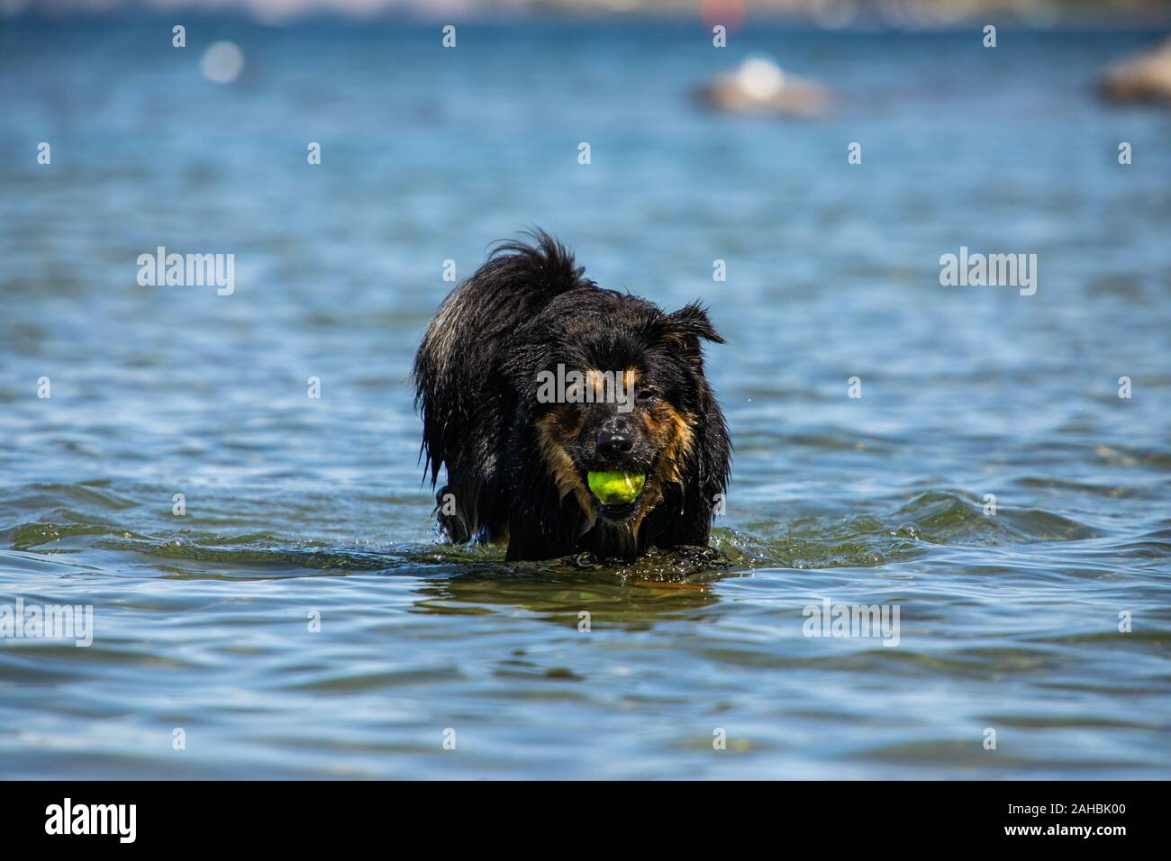 cute dog similar to the Australian shepherd in the azure waters of the