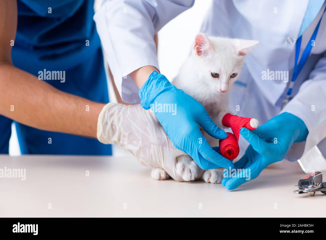 The two young vet doctors examining sick cat Stock Photo Alamy