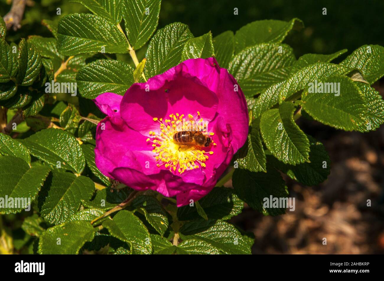 Bee pollinating an old-fashioned single rose, Royal Botanic Gardens, Melbourne, Australia Stock Photo