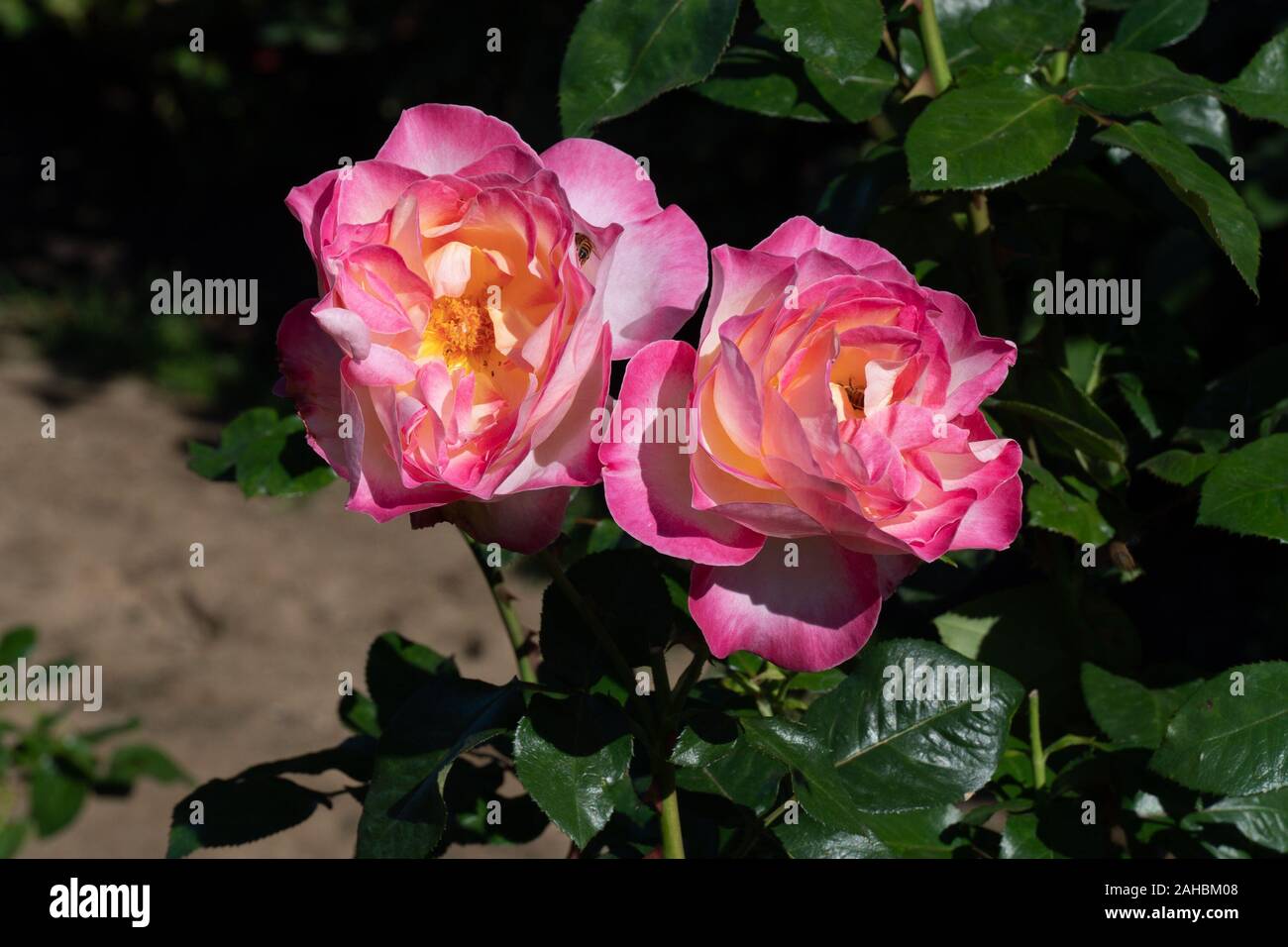 Very large Rose Garden in Portland, Oregon Stock Photo - Alamy
