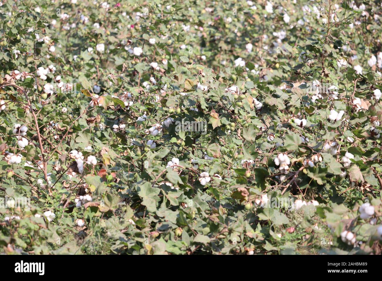 Cotton crop hires stock photography and images Alamy