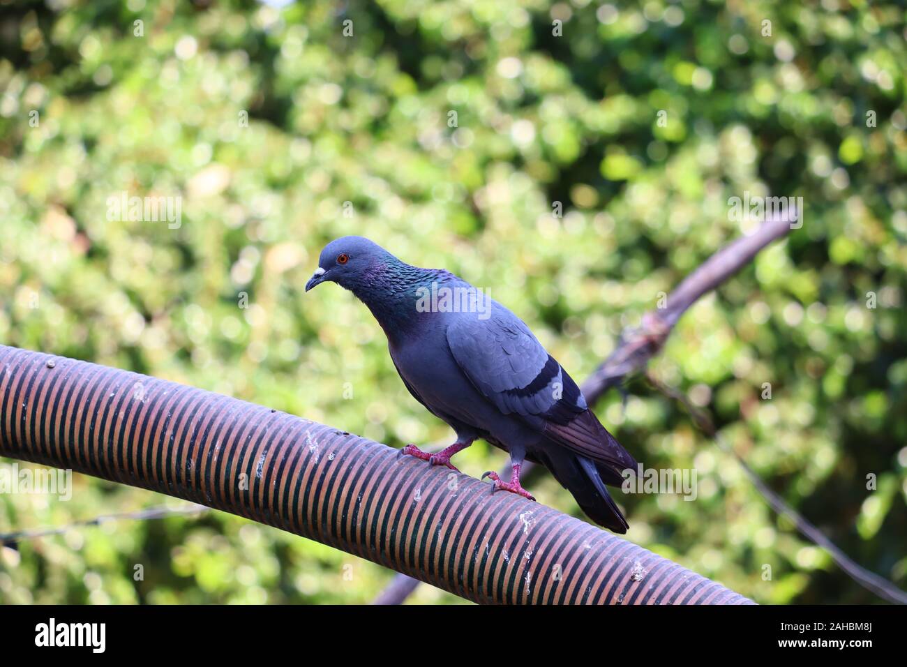 Beautiful speed hi-res stock photography and images - Alamy