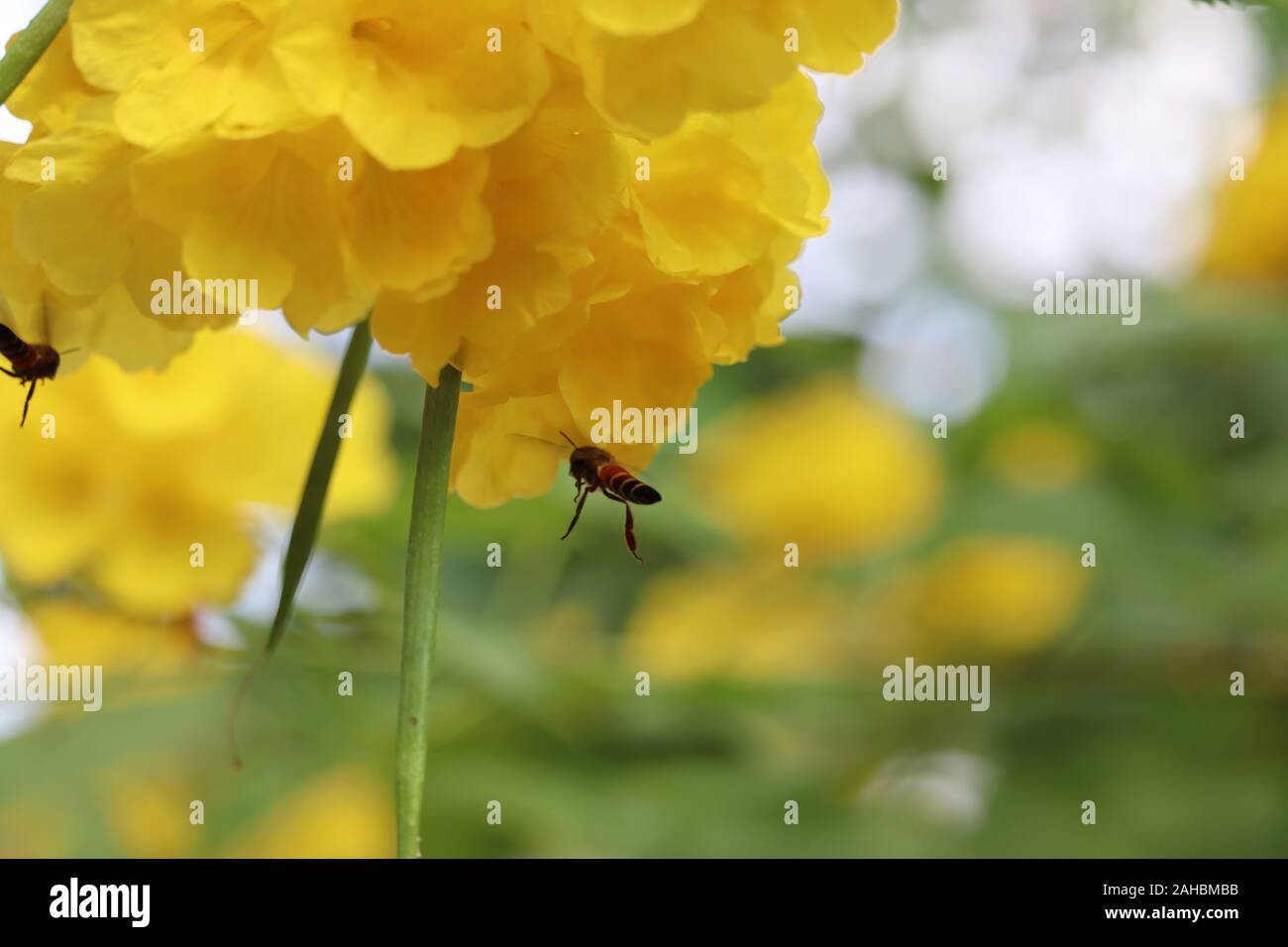 Flying spring honey bee hi-res stock photography and images - Alamy