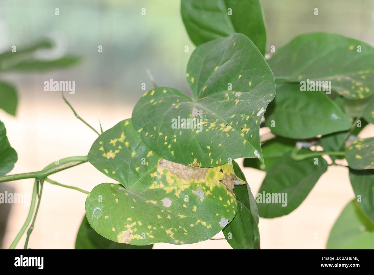 Fresh and ayurvedic giloy herbal leaves.Green leaf texture. Leaf texture background Stock Photo