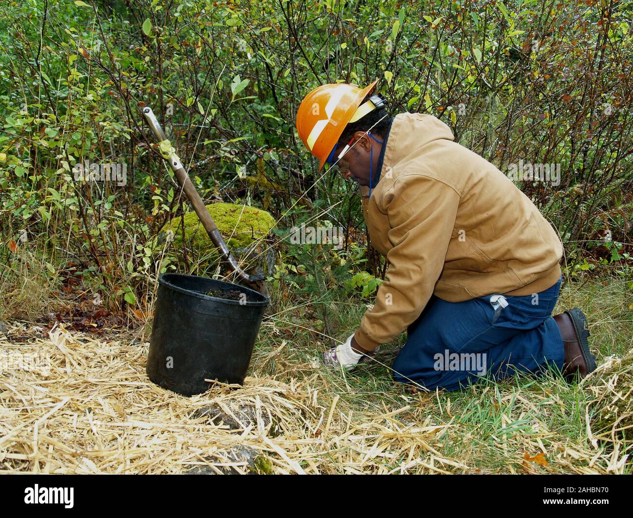 September 29, 2009. Estacada, OR. Timber Lake Job Corps Center student Biniyam Desta plants a seedling during a streamside restoration project on the Clackamas River. The project enhances the spawning areas of native salmon on the river. Stock Photo